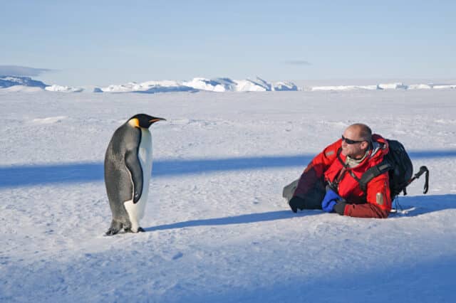 compteur manchots antarctique compteur manchots antarctique